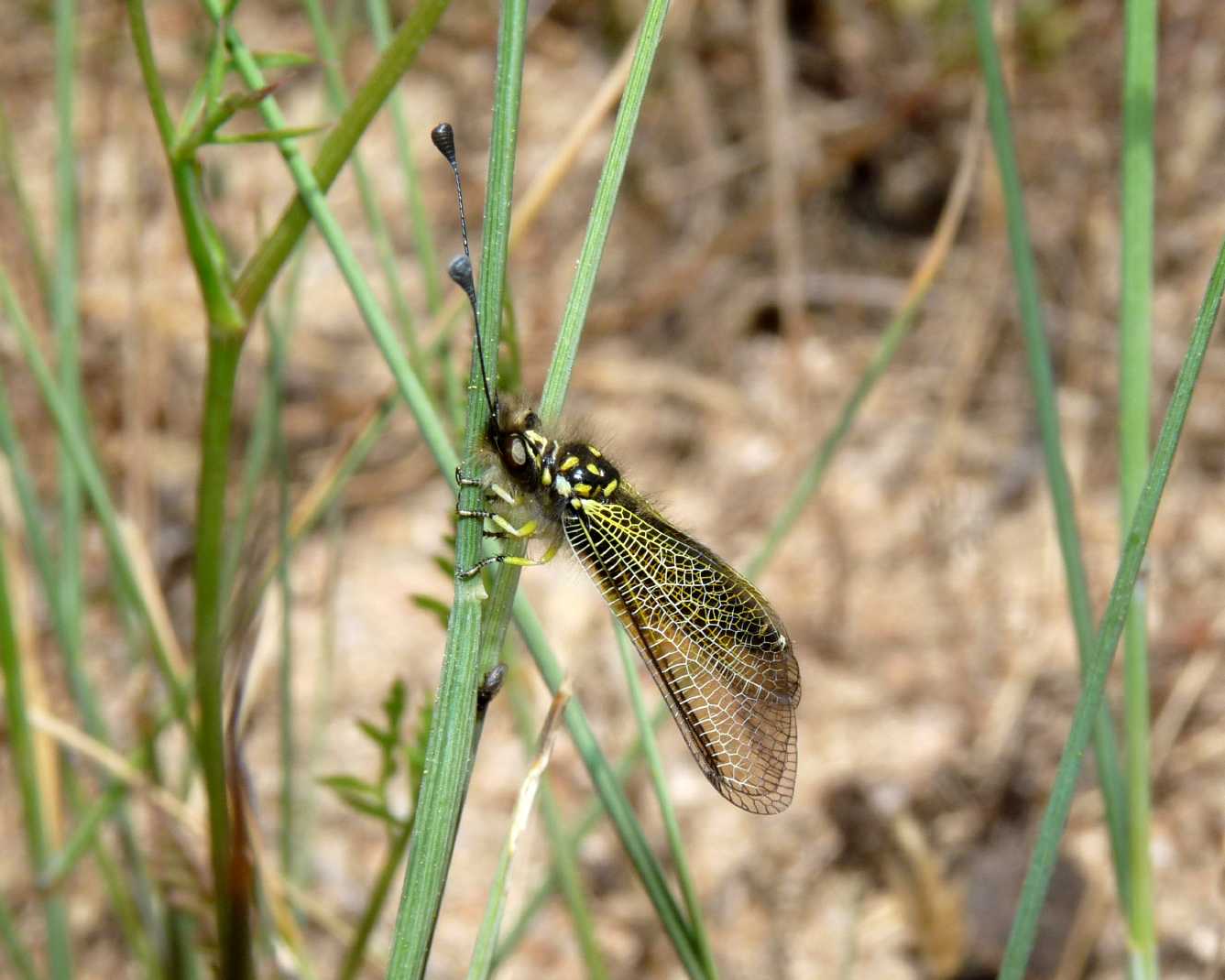 Libelloides corsicus